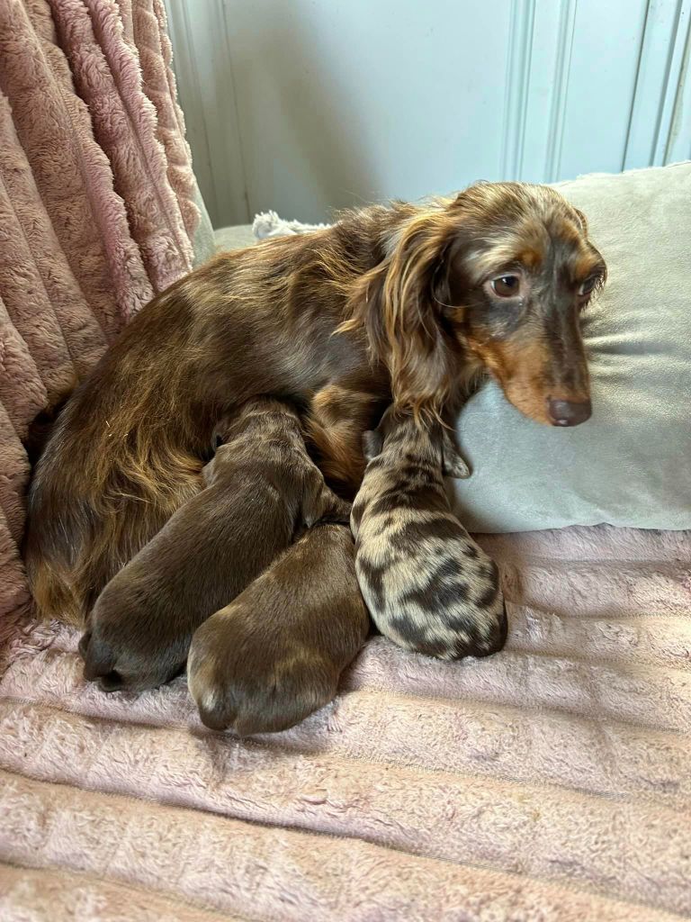 chiot Teckel poil long De L'Arche De Jovie