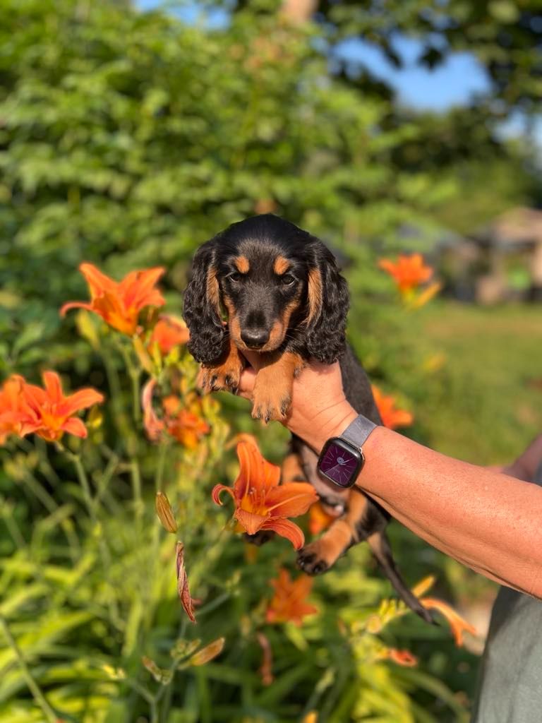 De L'Arche De Jovie - Chiots disponibles - Teckel poil long