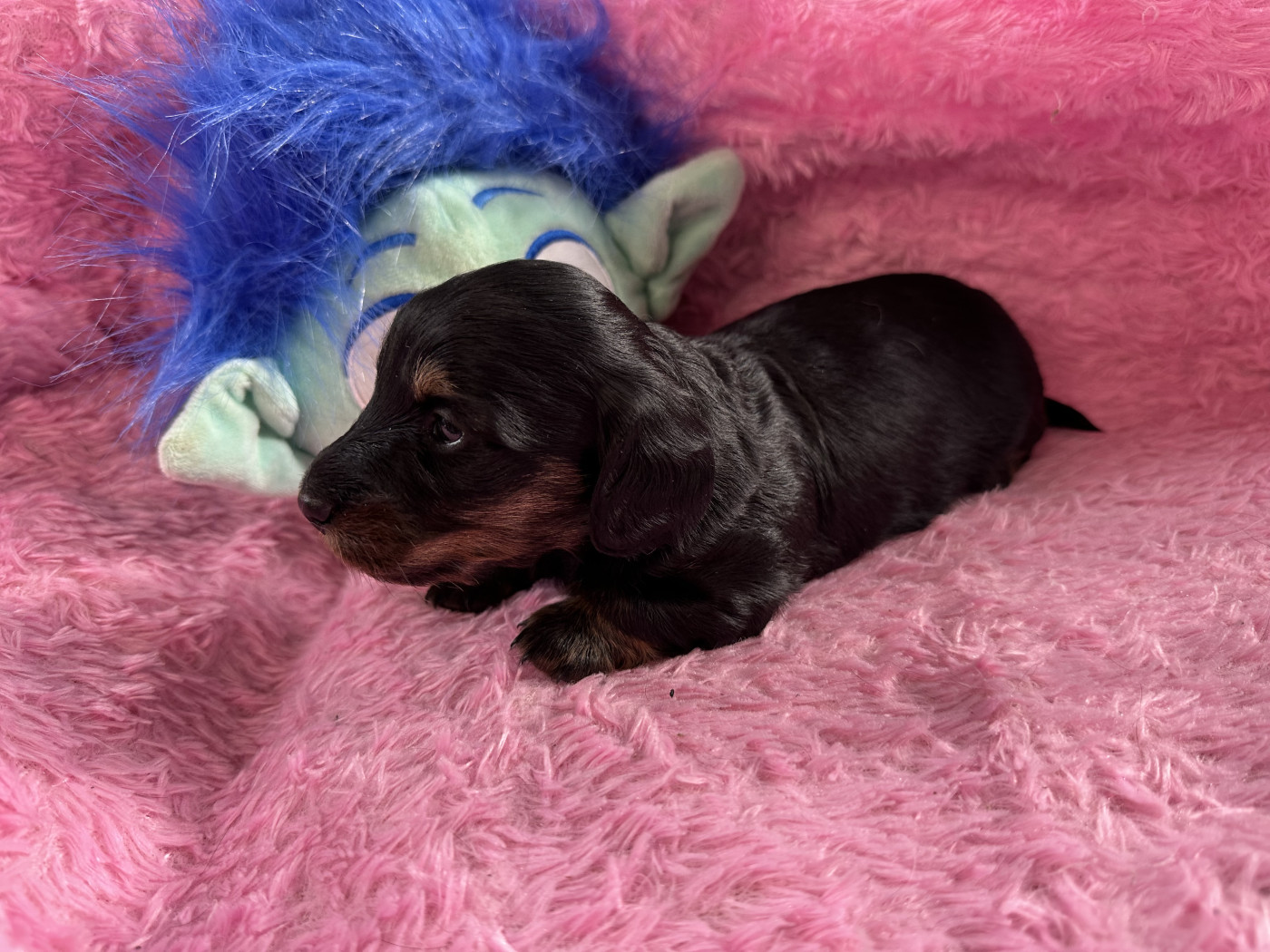 De L'Arche De Jovie - Chiots disponibles - Teckel poil long