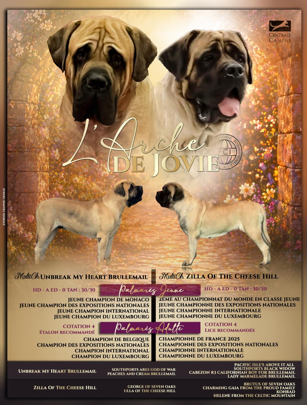 Chiot Mastiff De L'Arche De Jovie