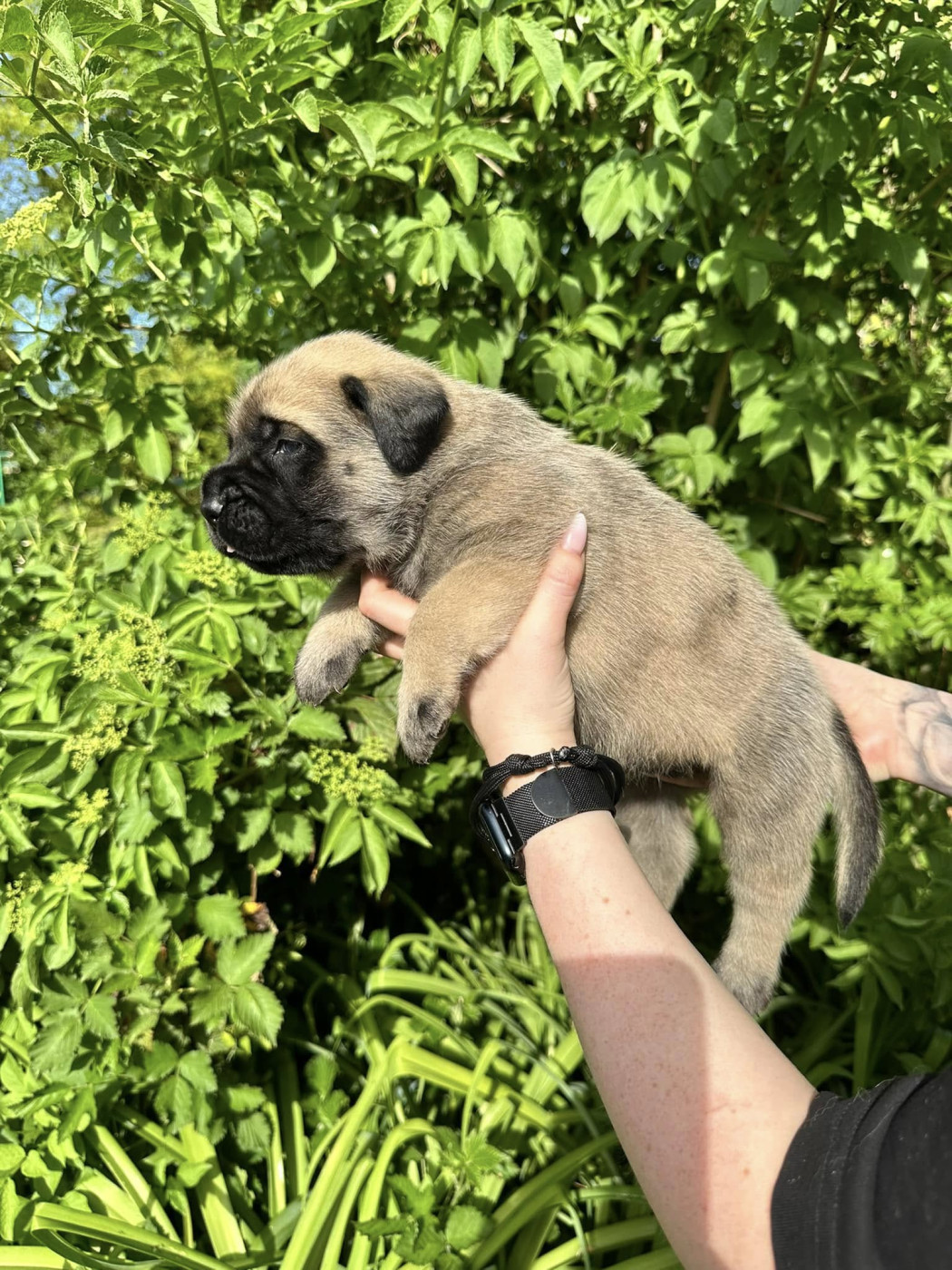 De L'Arche De Jovie - Chiots disponibles - Mastiff