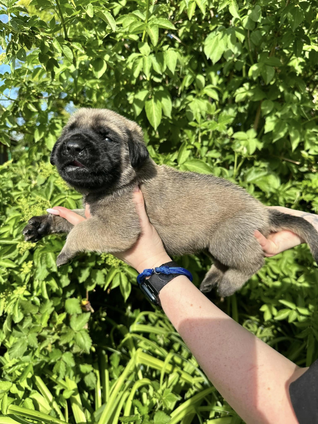 De L'Arche De Jovie - Chiots disponibles - Mastiff