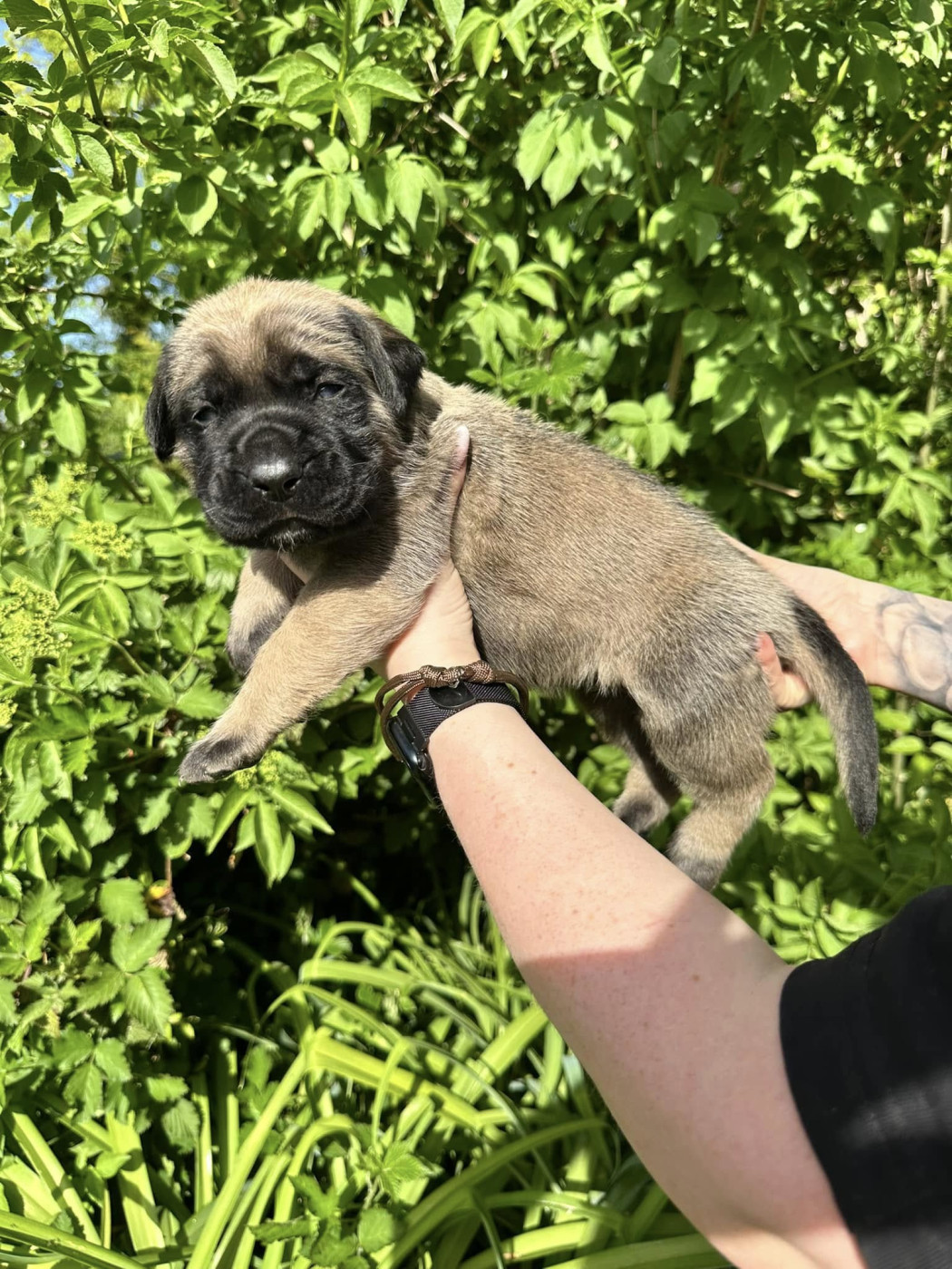 De L'Arche De Jovie - Chiots disponibles - Mastiff