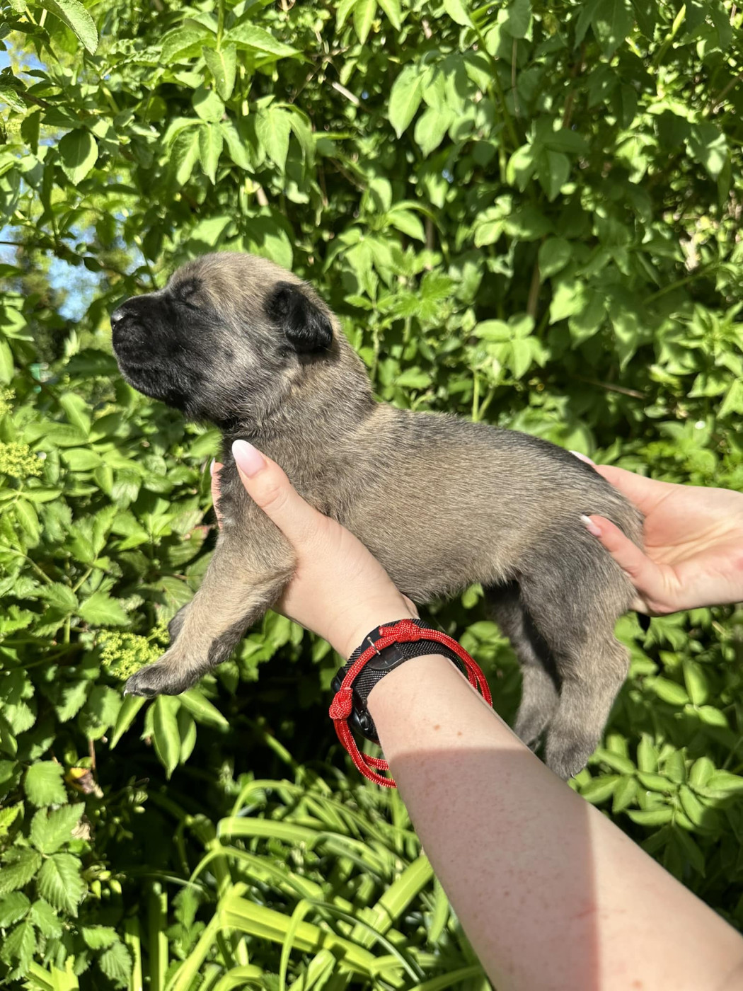 De L'Arche De Jovie - Chiots disponibles - Mastiff