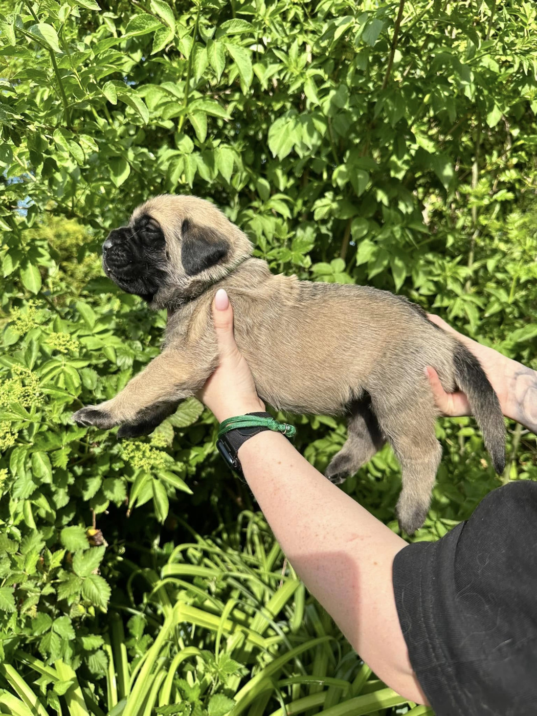 De L'Arche De Jovie - Chiots disponibles - Mastiff