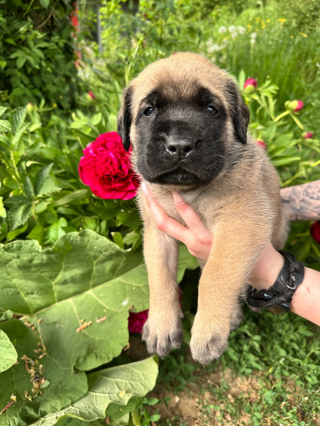 De L'Arche De Jovie - Chiots disponibles - Mastiff