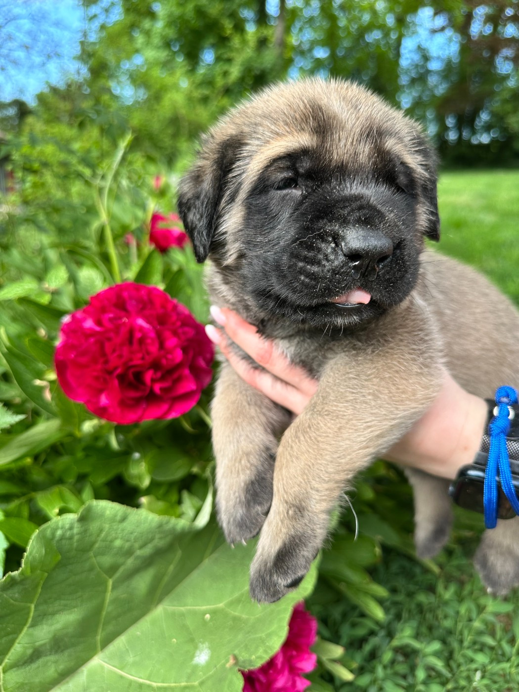 De L'Arche De Jovie - Chiots disponibles - Mastiff