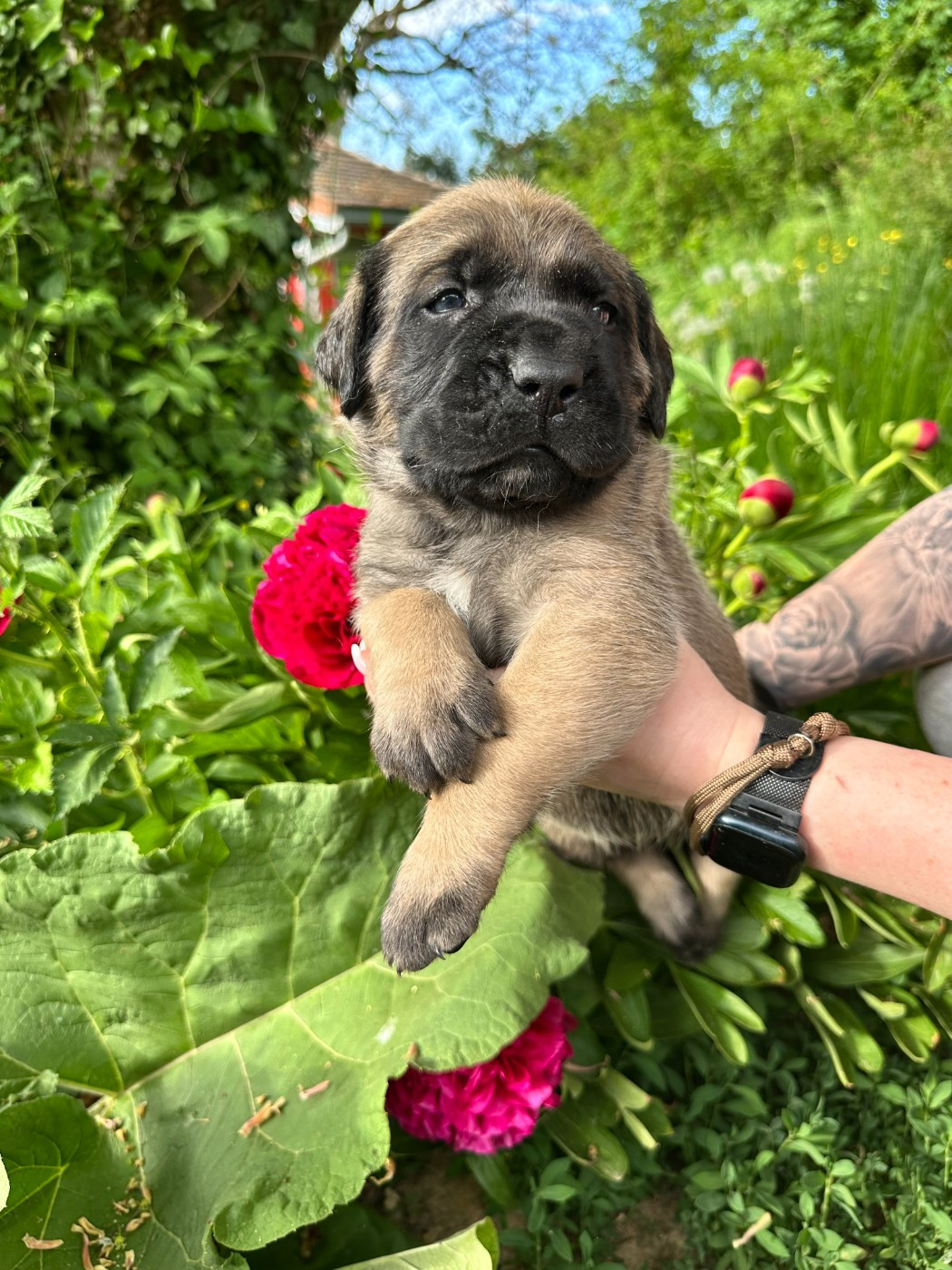 De L'Arche De Jovie - Chiots disponibles - Mastiff