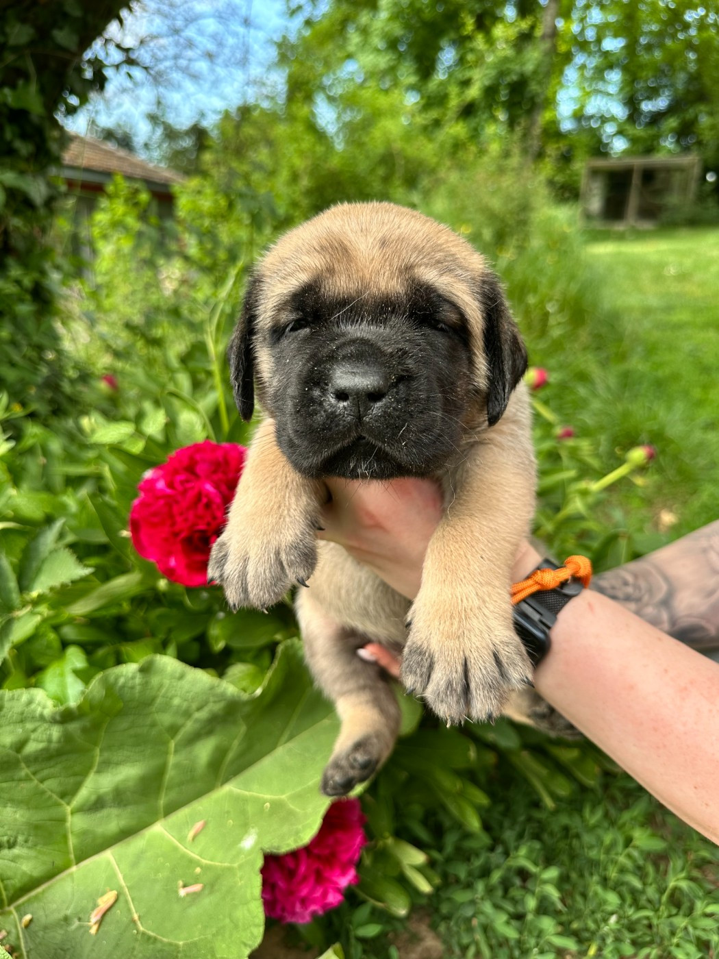 De L'Arche De Jovie - Chiots disponibles - Mastiff