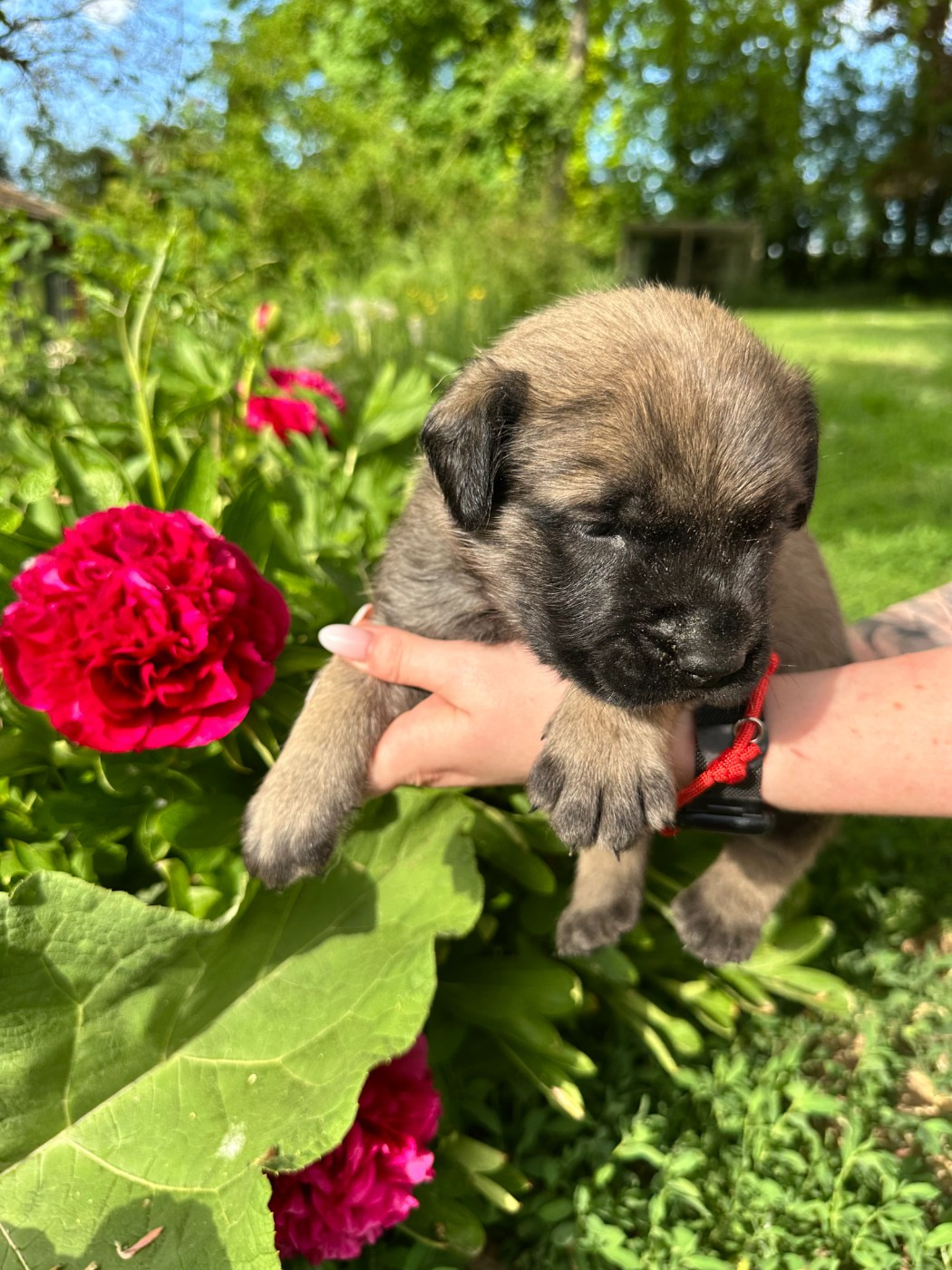De L'Arche De Jovie - Chiots disponibles - Mastiff