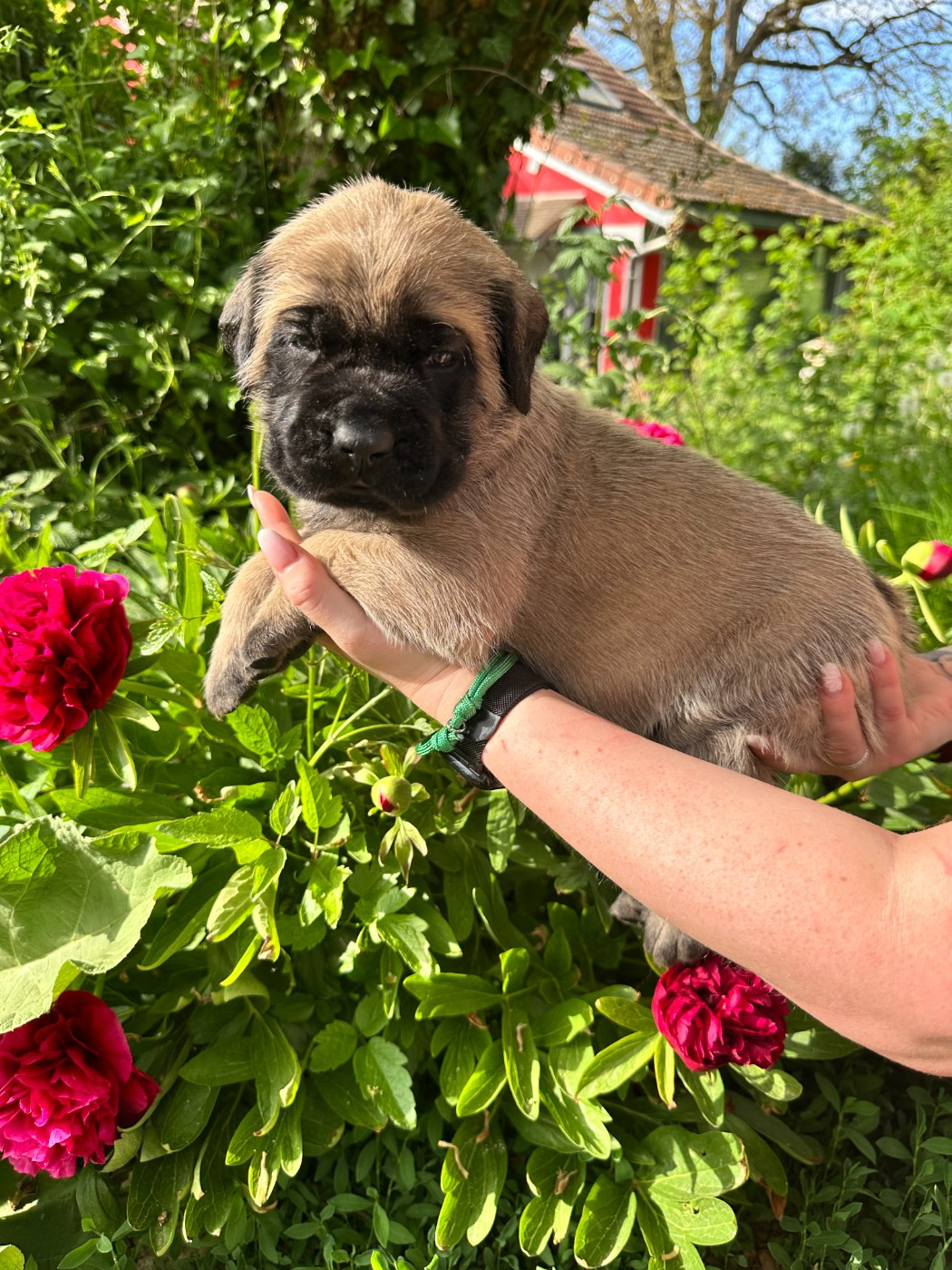 De L'Arche De Jovie - Chiots disponibles - Mastiff