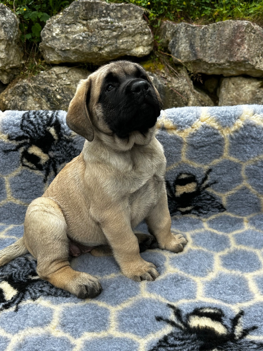 De L'Arche De Jovie - Chiots disponibles - Mastiff