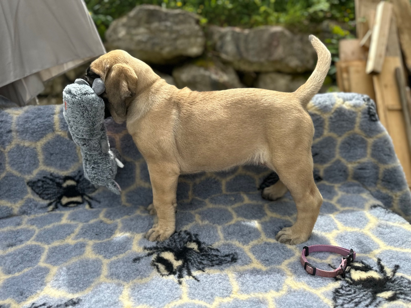De L'Arche De Jovie - Chiots disponibles - Mastiff