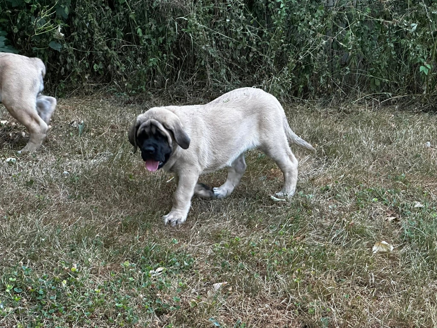 De L'Arche De Jovie - Chiots disponibles - Mastiff