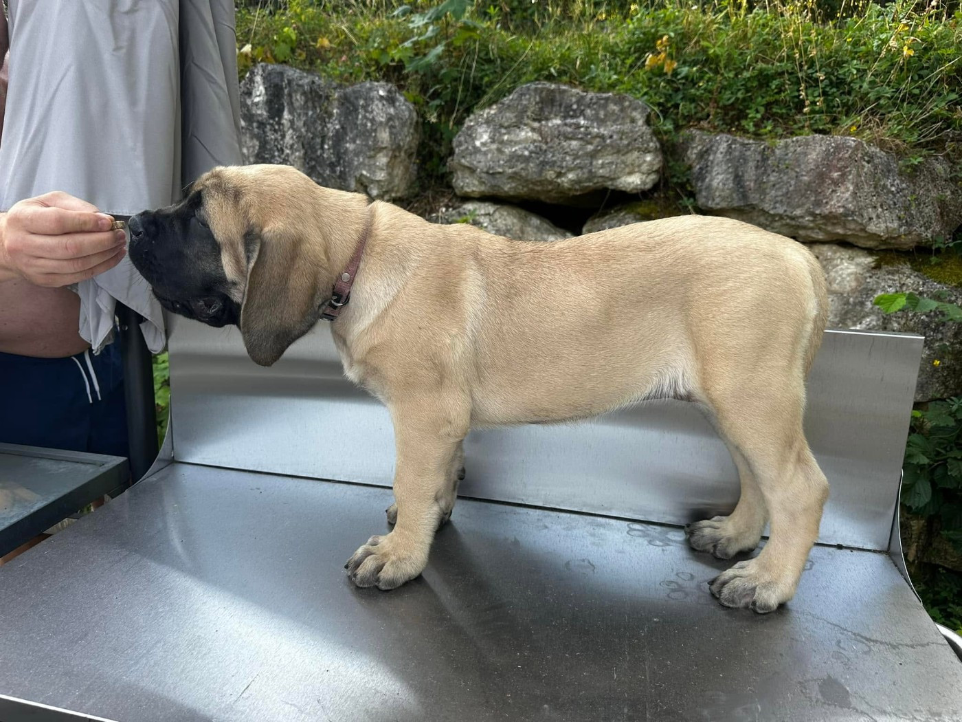 De L'Arche De Jovie - Chiots disponibles - Mastiff