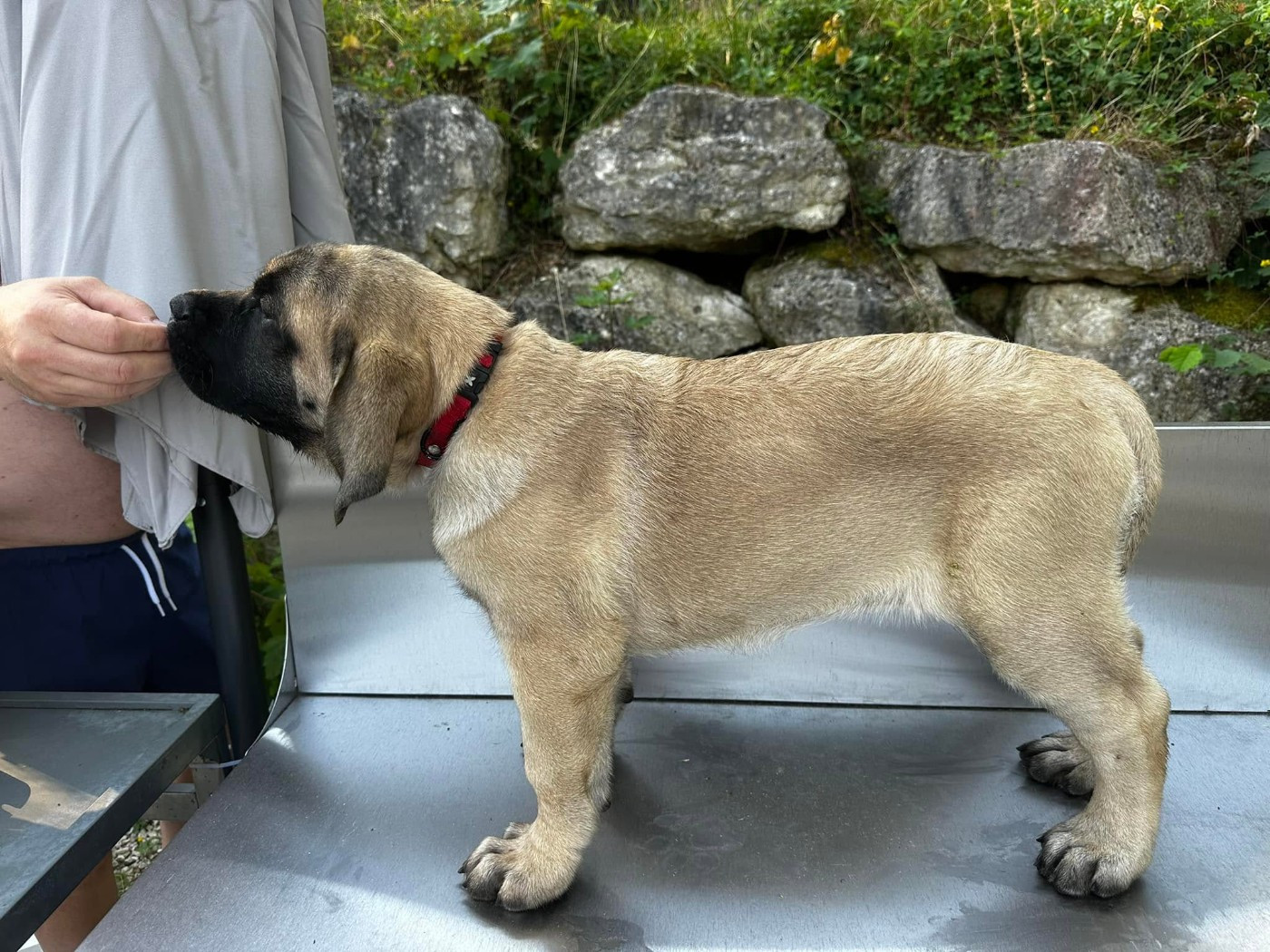 De L'Arche De Jovie - Chiots disponibles - Mastiff