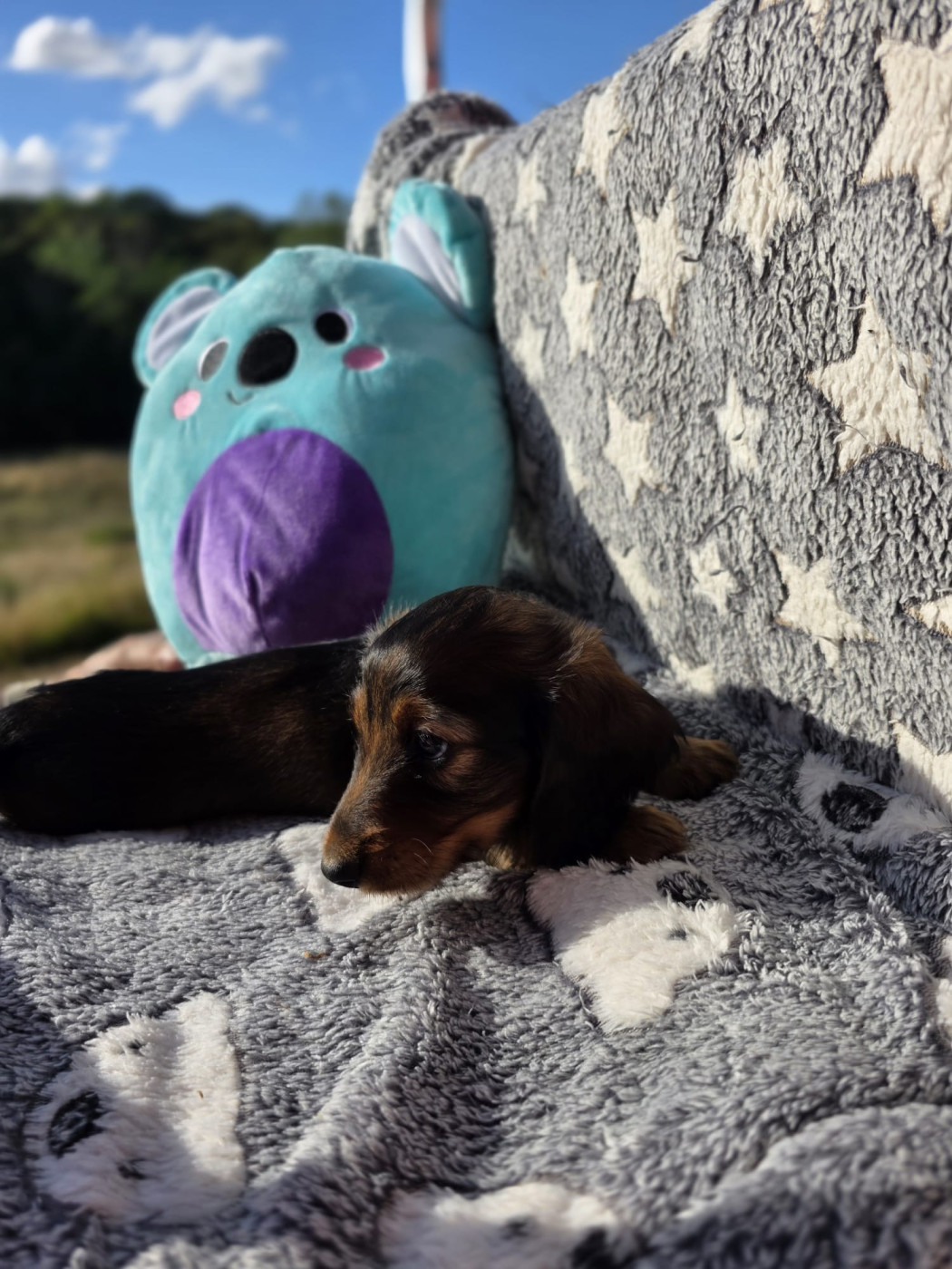 De L'Arche De Jovie - Chiots disponibles - Teckel poil long