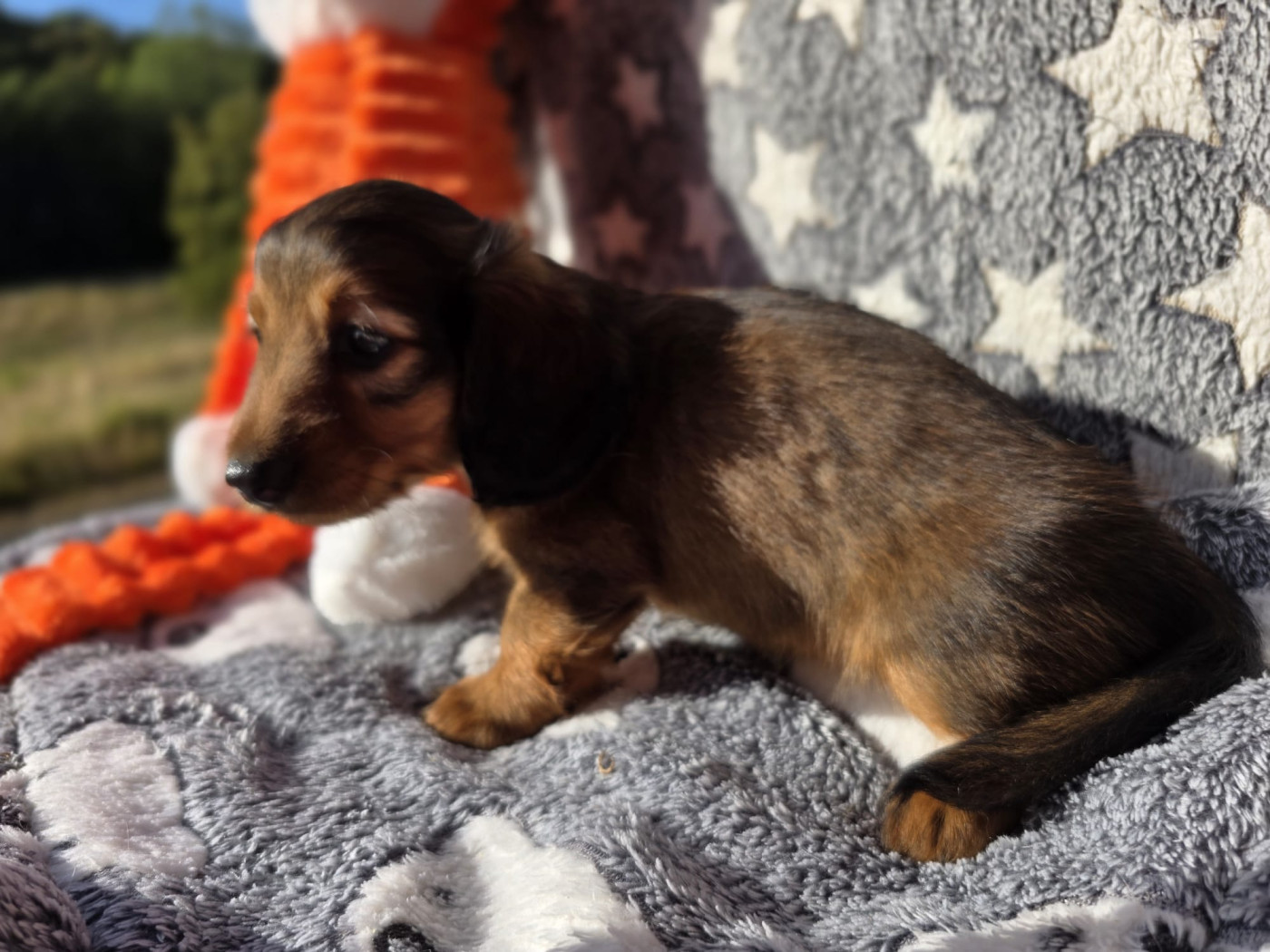 De L'Arche De Jovie - Chiots disponibles - Teckel poil long