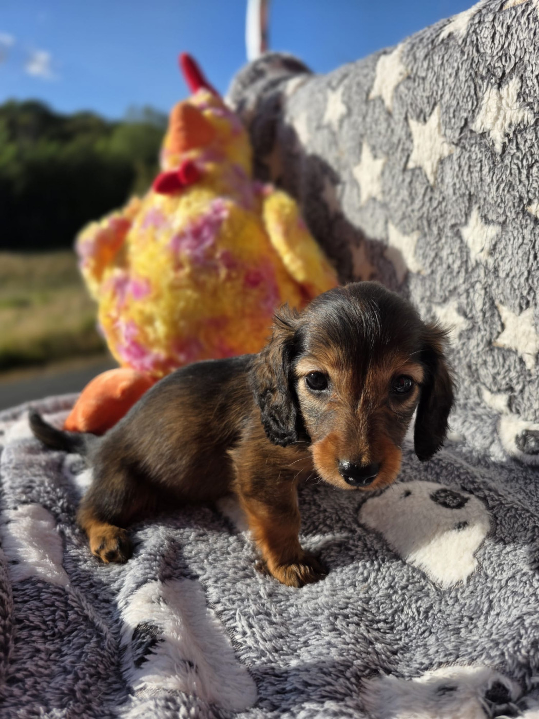 De L'Arche De Jovie - Chiots disponibles - Teckel poil long