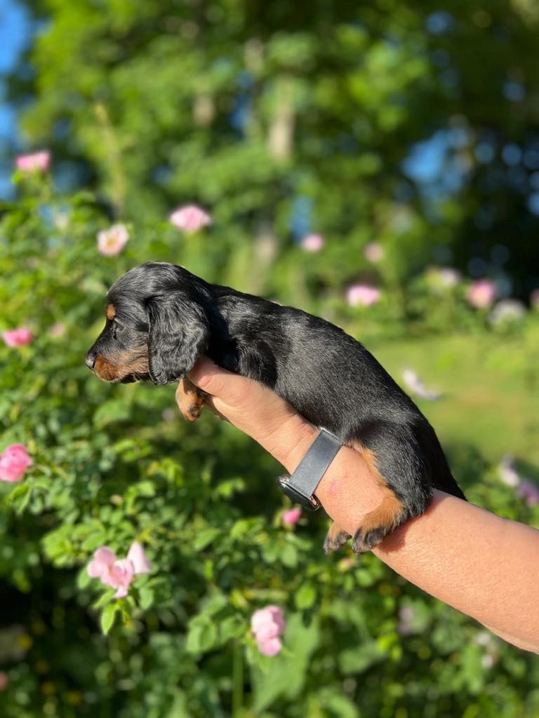 De L'Arche De Jovie - Chiots disponibles - Teckel poil long